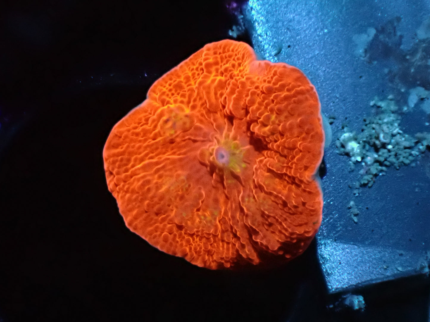 Candy Crush Jawbreaker Mushroom Aquacultured Auction 1/29 ended