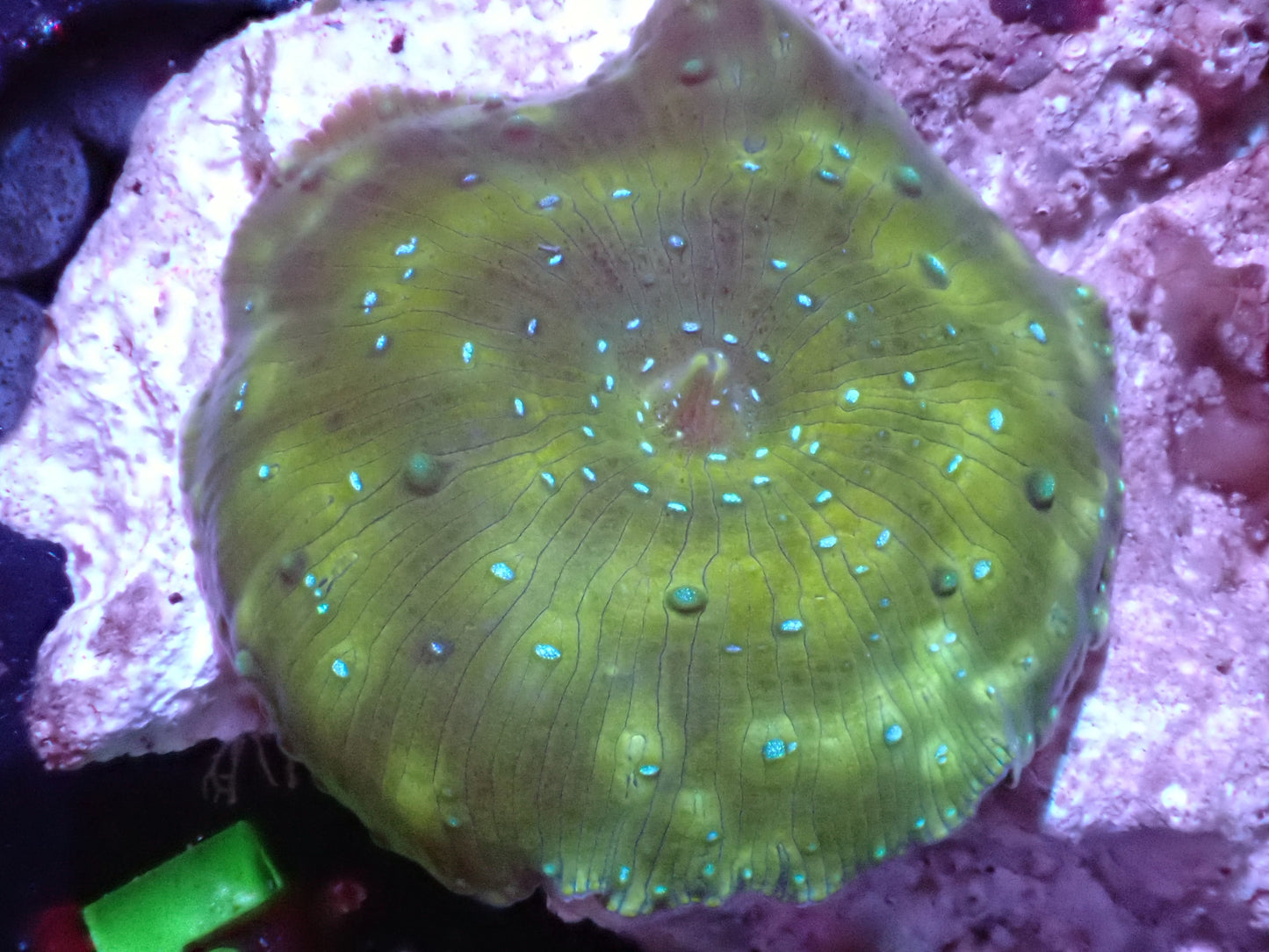 Yellow with Blue Spots Discosoma Mushroom Auction 1/29. ended