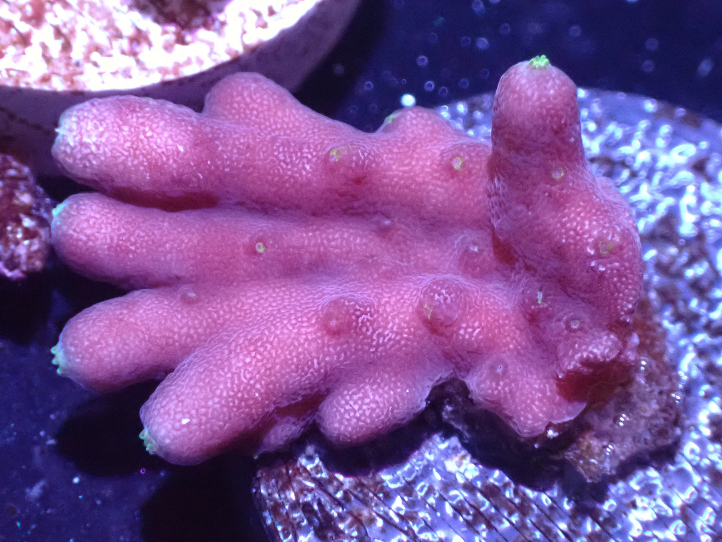 $500 Efflo Acropora Auction 1/29 ended