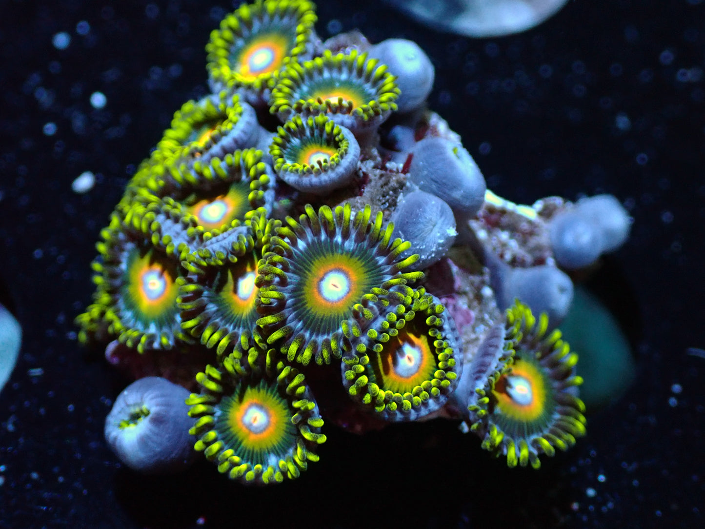 Super Saiyan Zoas Auctions 1/31 ended