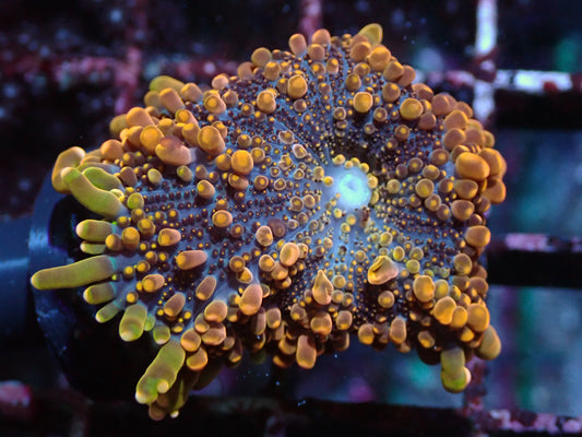 False Godzilla Yuma Auctions 1/31 ended