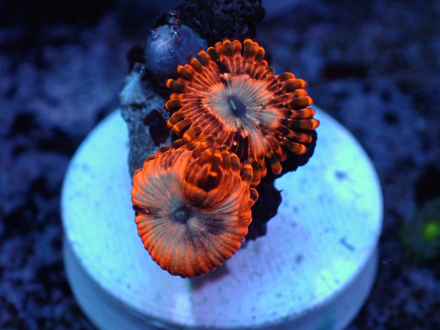 Utter Chaos Zoas Auctions 2/2 ended