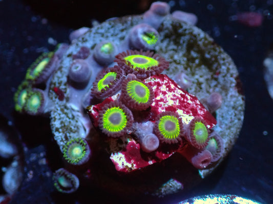 Zoa Combo Auctions 2/5 ended