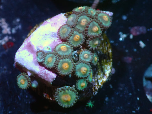 Blow Pop Zoas Auctions 2/7 ended