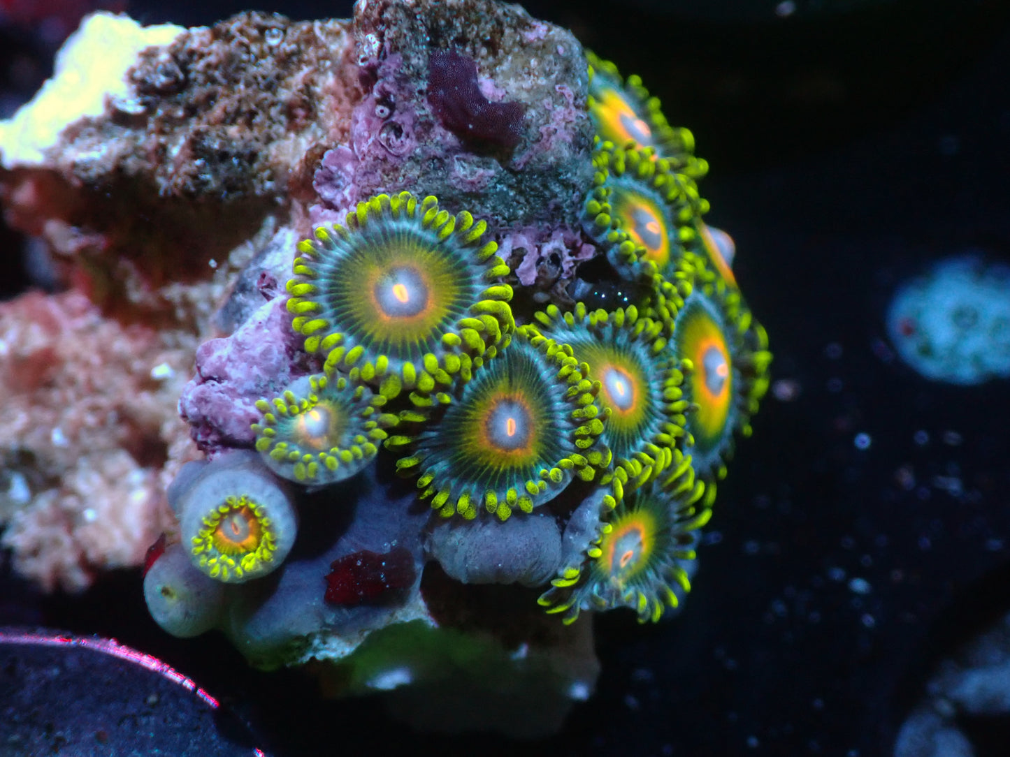 Super Saiyan Zoas Auctions 2/7 ended