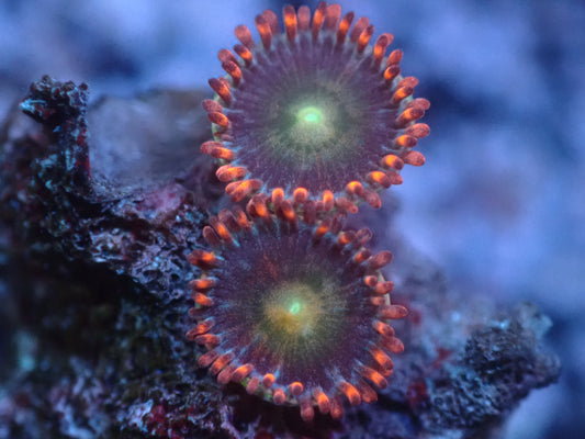 Unknown Zoas Auctions 2/7 ended