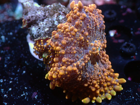 False Godzilla Yuma & 2+ Babies Auctions 2/9  ended