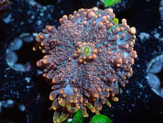 False Godzilla Yuma Auctions 2/12 ended