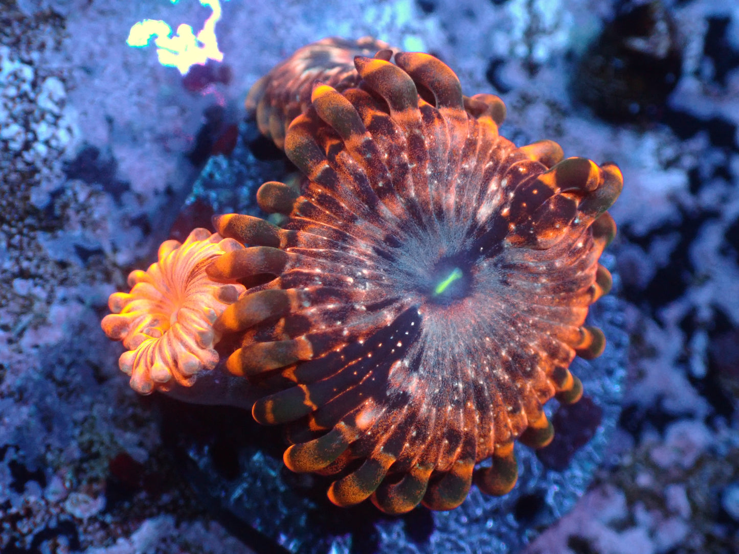 Utter Chaos Zoa Auctions 2/12 ended