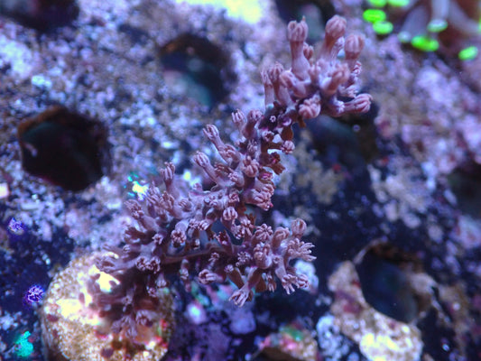 Fluffy Gorgonian (Photosynthetic) Auctions 2/12 ended