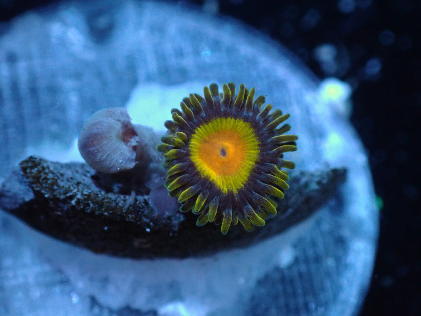 Tutti Frutti Zoa Auctions 2/14 ended