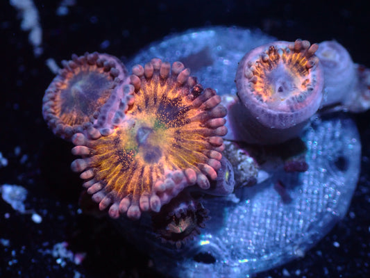 Halle Berry Zoas Auctions 2/16 ended