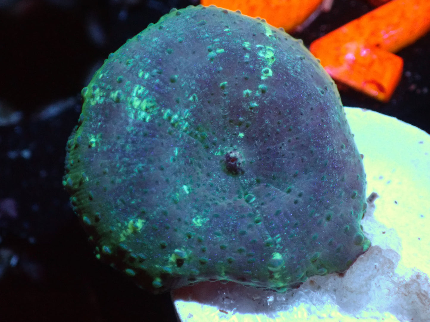 Teal Stripe Purple Mushroom Auctions 2/19 ended