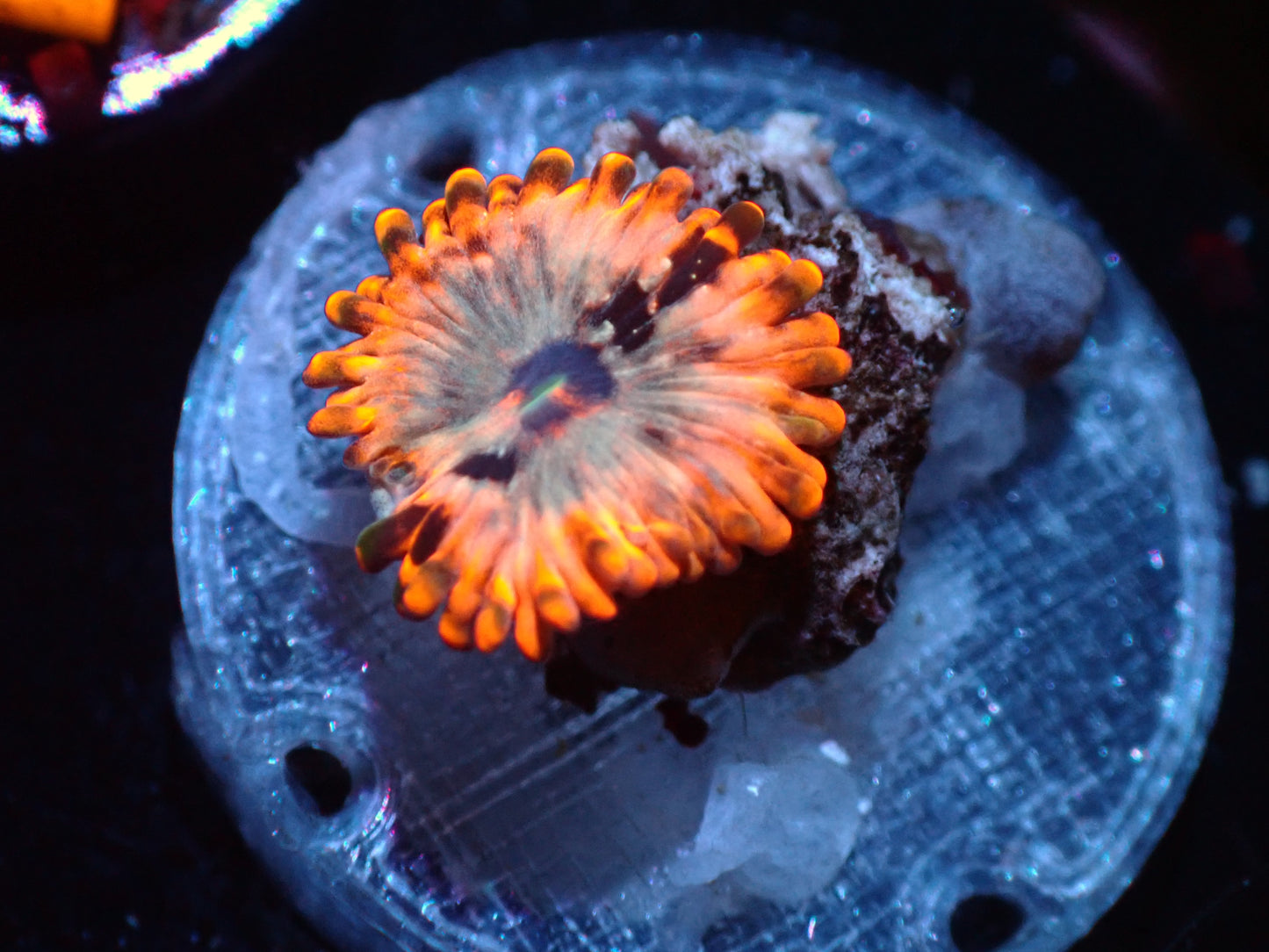 Utter Chaos Zoa Auctions 2/19 ended