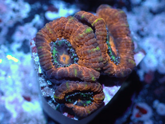 Unique Red/Purple/Orange Acan Auctions 2/21 ended