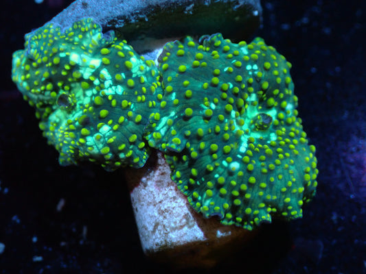 2P Yellow Speckled Discosoma Auctions 3/1 ended