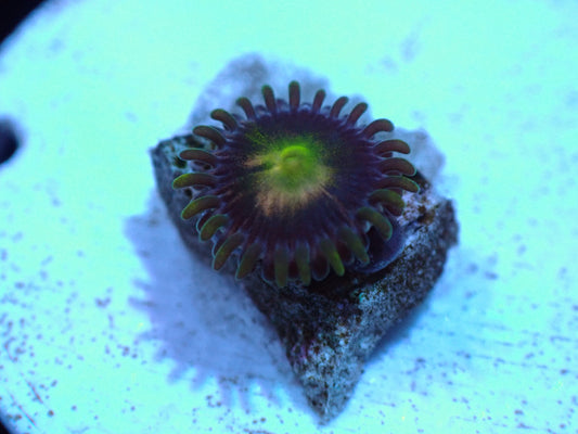 Unkown Zoa Auctions 3/1 ended