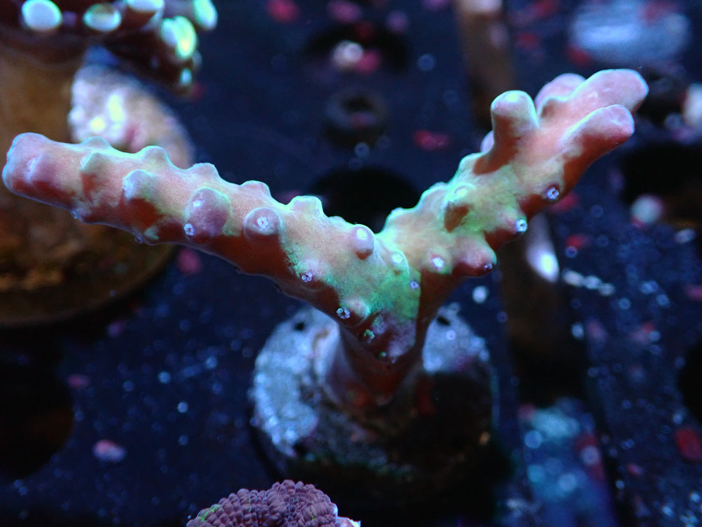 Poletti Yellow Tip Acropora Auctions 3/1 ended