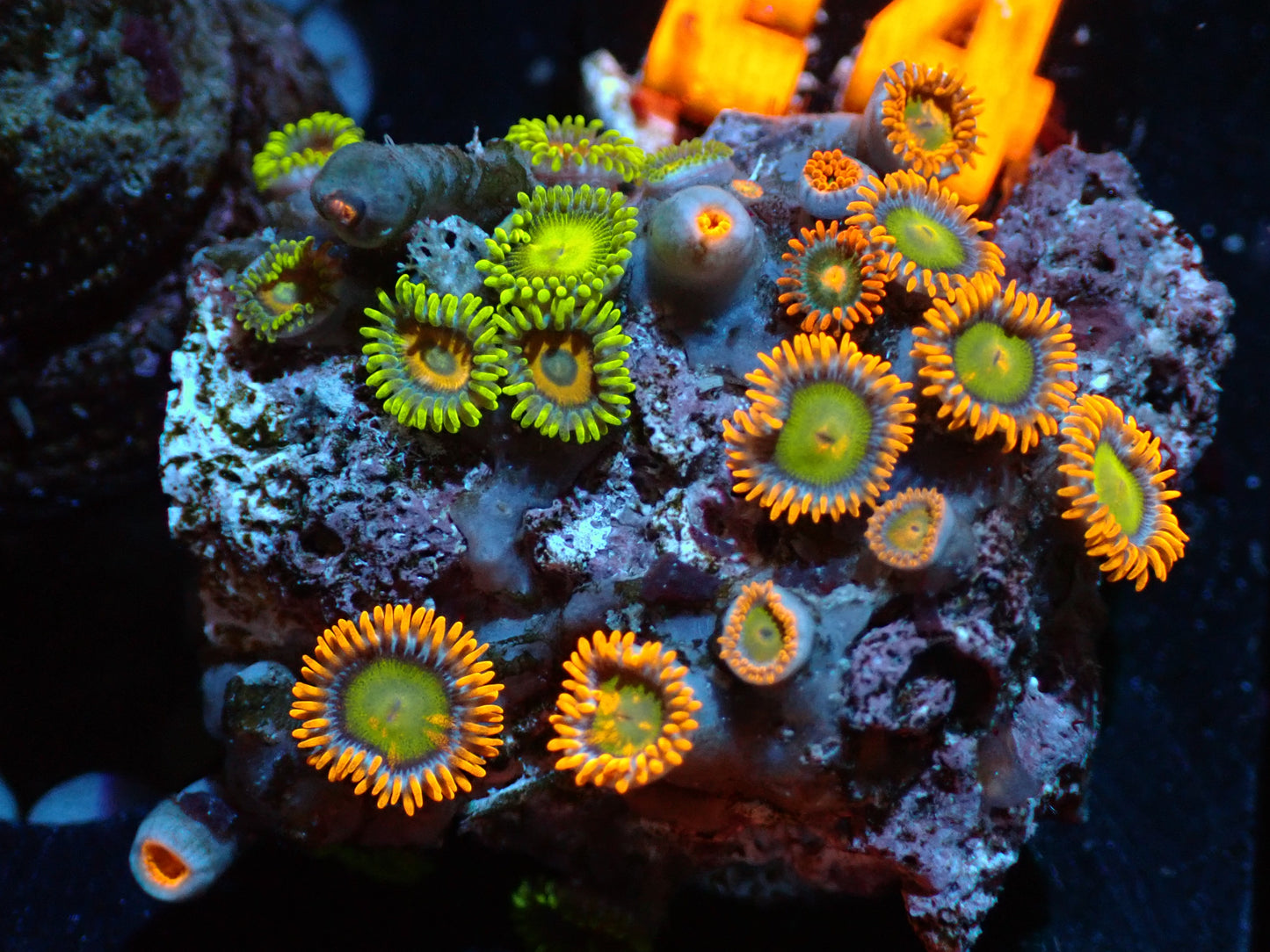 Ultra Zoanthid Rock Auctions 3/6 ended