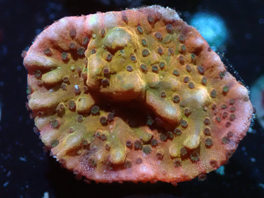 Flaming Pheonix Montipora Auctions 3/6 ended