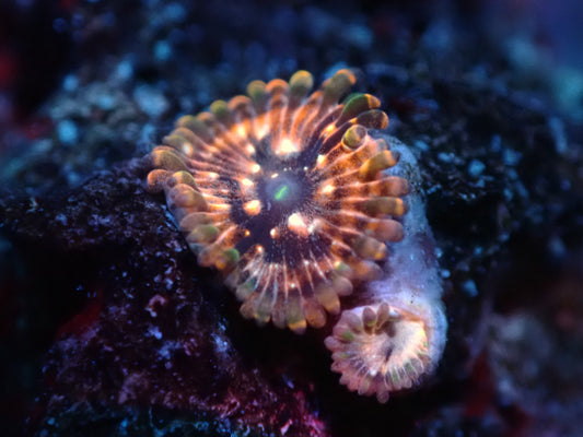 Utter Chaos Zoas Auctions 3/8 ended