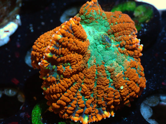 Orange/Teal Rhodactis Auctions 3/18 ended
