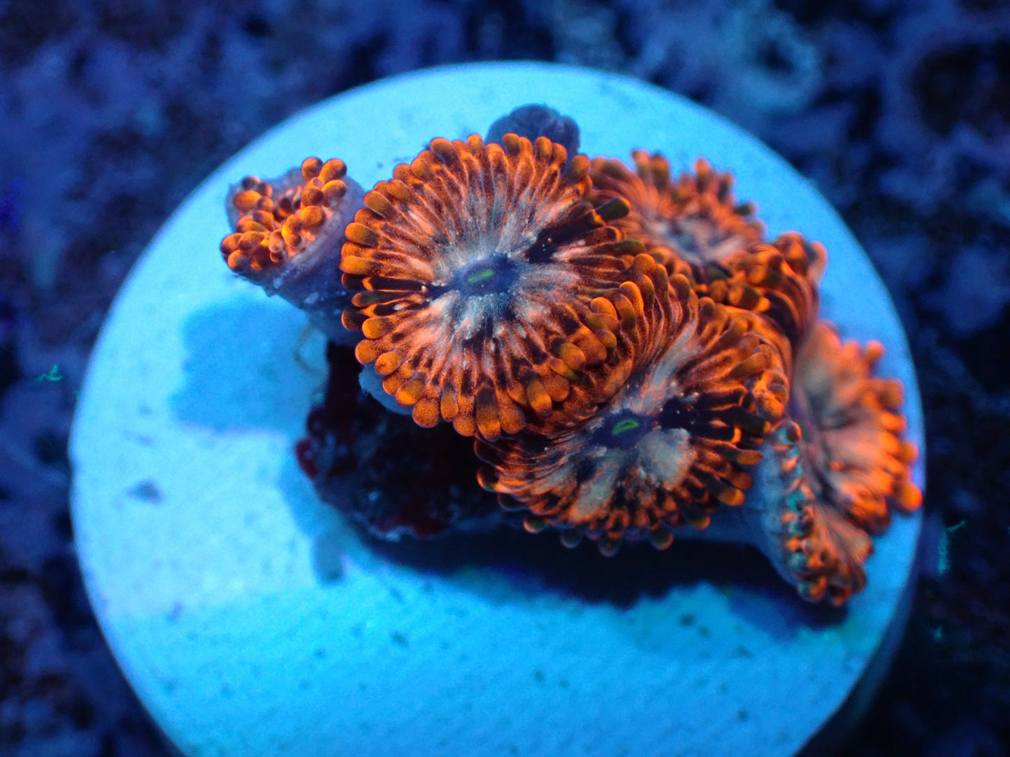 Utter Chaos Zoas Auctions 1/8 ended