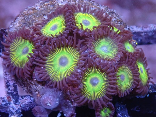 Corals' Coral Sunbeam Zoa Auction 1/16 Ended - Coral's Coral