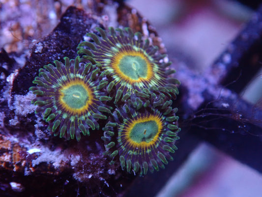 Coral's Coral Trickster Zoa Auction 1/18 Ended - Coral's Coral