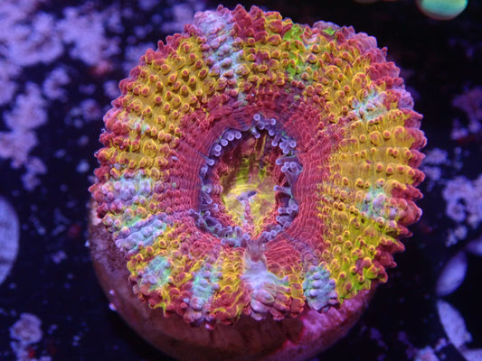 Coralscoral.com Pot of Gold Acan Auction 1/27 -ended - Coral's Coral