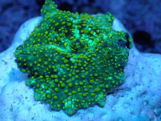 Yellow Spotted Discosoma Auctions 2/26 ended