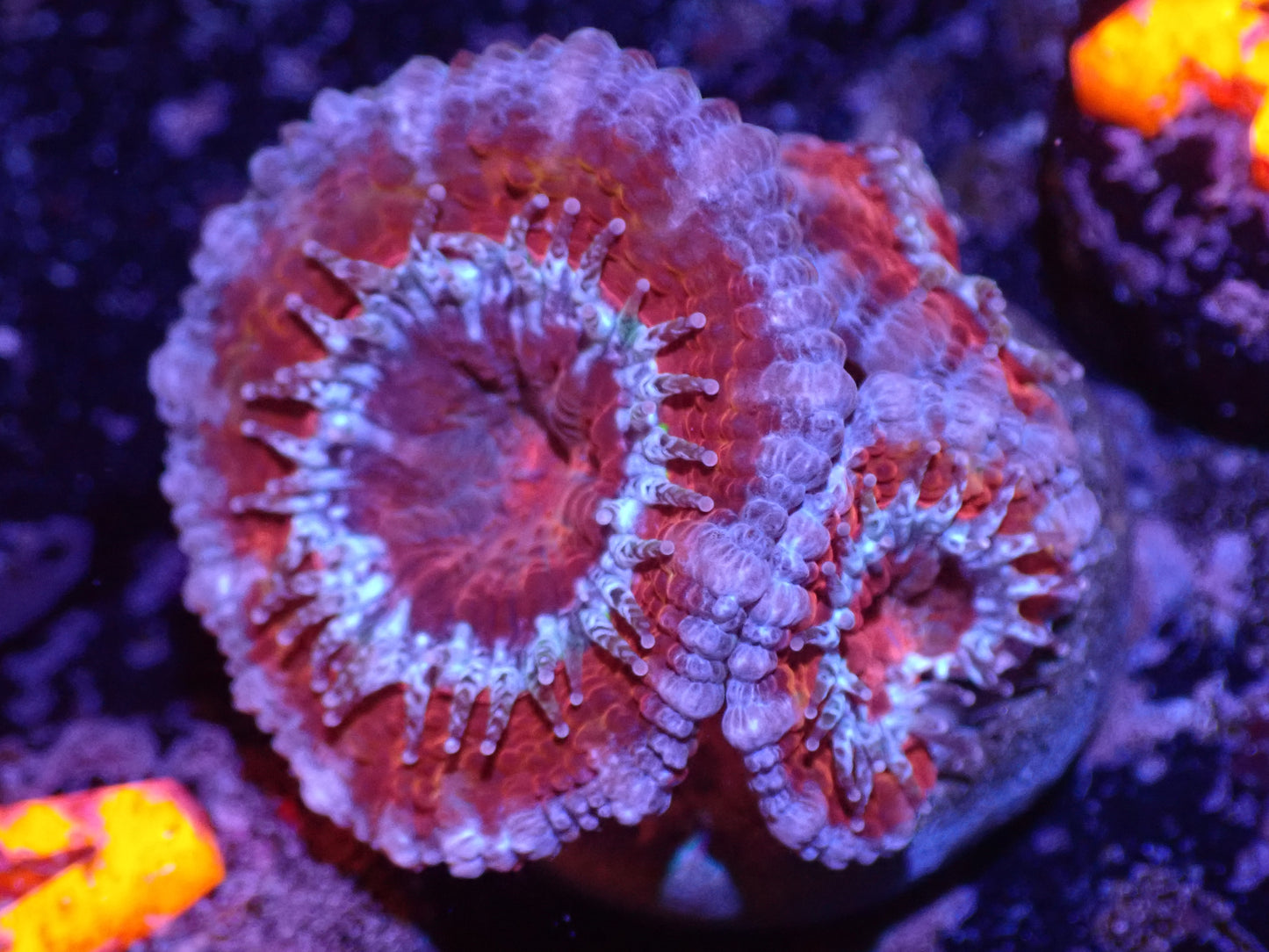 A2 Red And Blue Acan LIVE 4/15