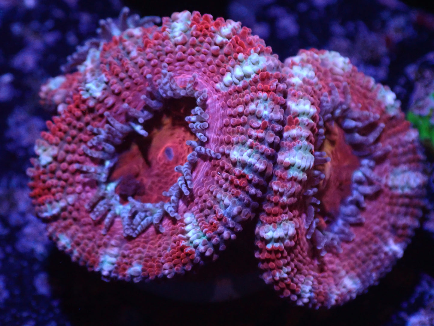 C1 Pink And White Stripe Acan LIVE 4/15