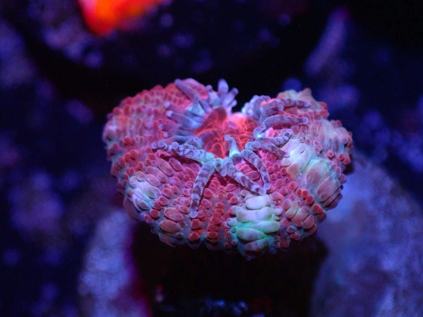 D2 Pink And White Stripe Acan LIVE 4/15