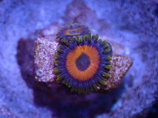 D6 Baboon Booty Zoa LIVE 4/15
