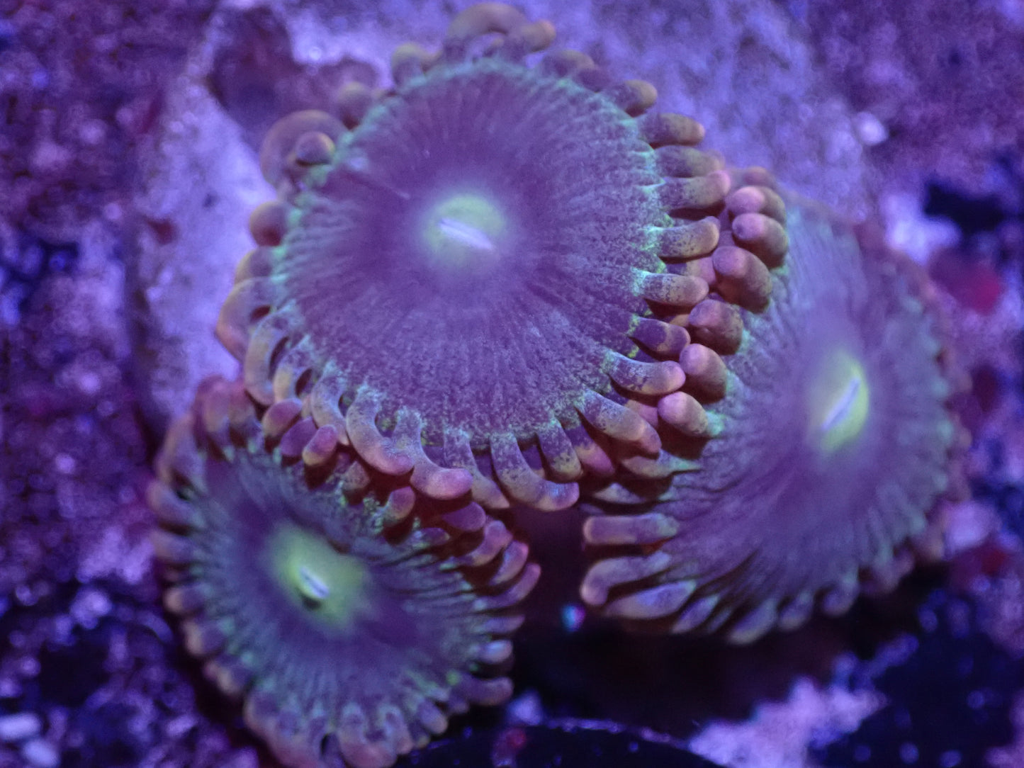 G6 Rainbow Rhino Zoas LIVE 4/15