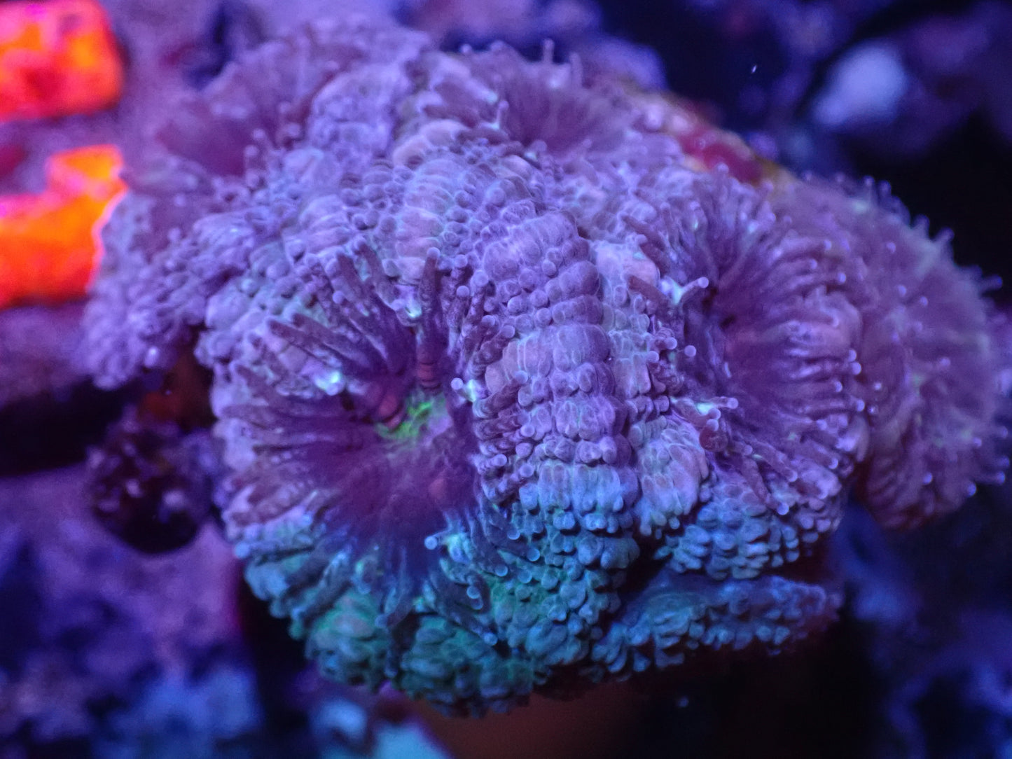 H2 Blue/Purple Acan LIVE 4/15