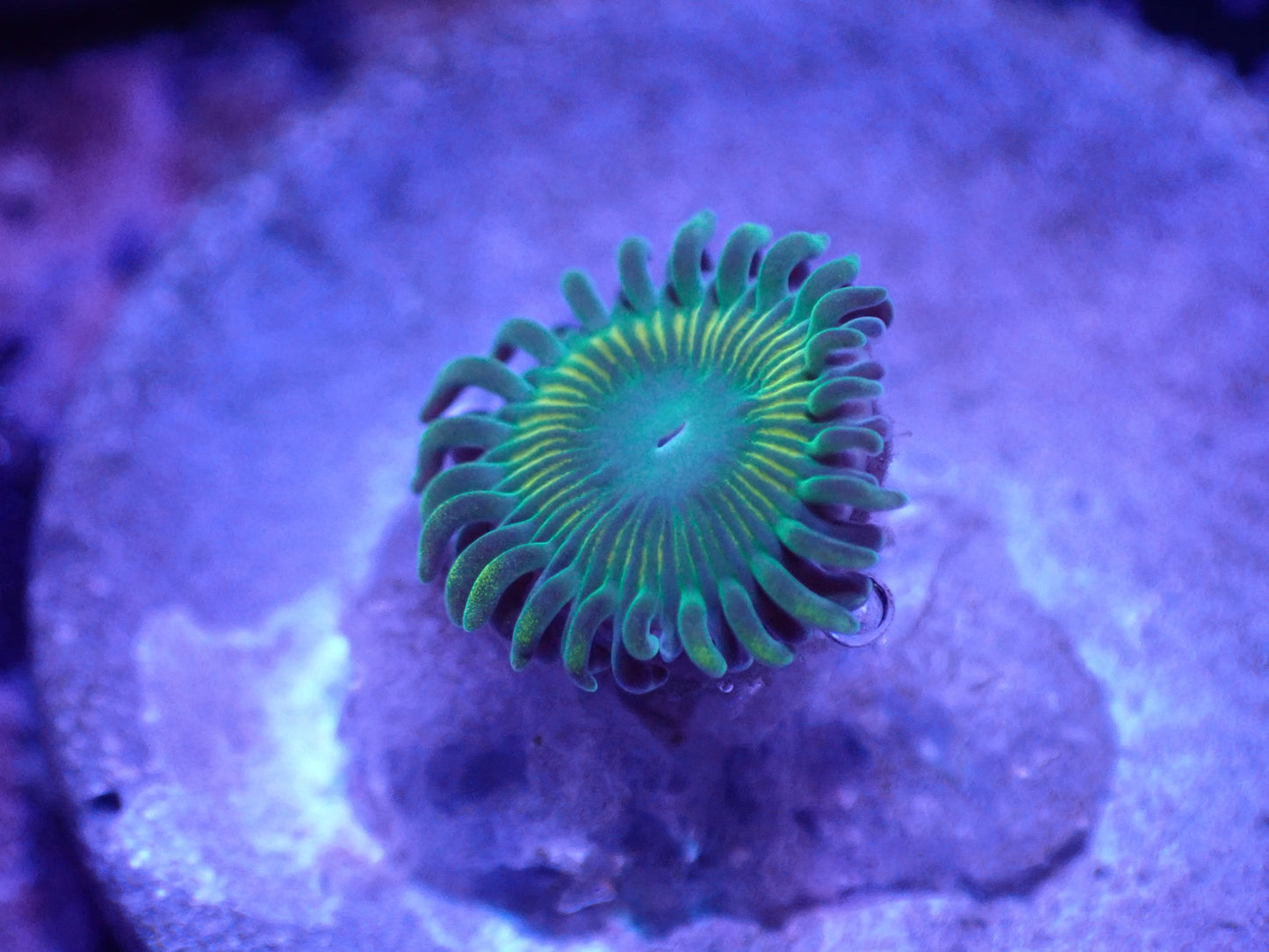 H3 Coralscoral.com Bulbasaur Zoa LIVE 4/15