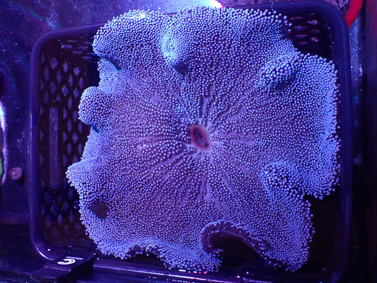 O3 DHC Blue Carpet Anemone LIVE 4/15