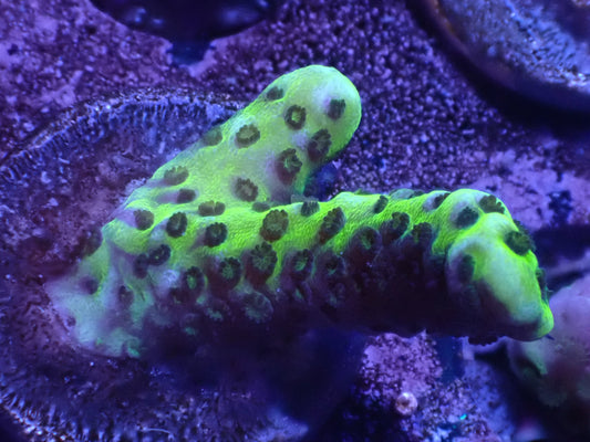 Montipora Spongodes Auction 4/21 -ended