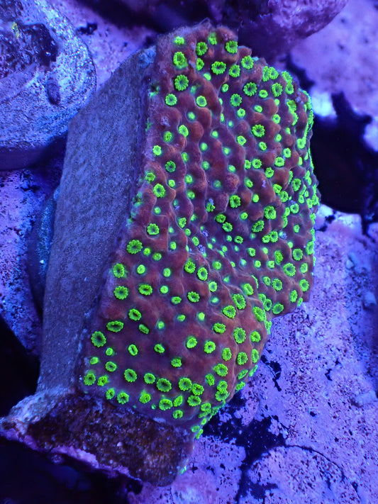 Sunset Montipora Auction 4/21 -ended