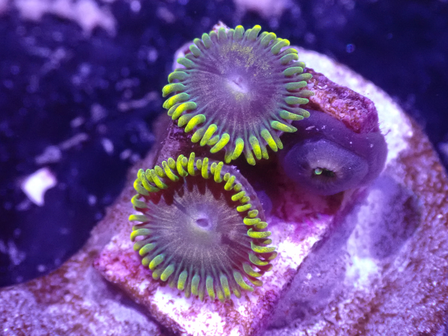 Coralscoral.com Umbreon Zoa Auction 4/21 -ended