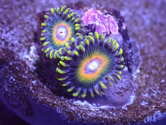 Super Saiyan Zoa Auction 4/21 -ended