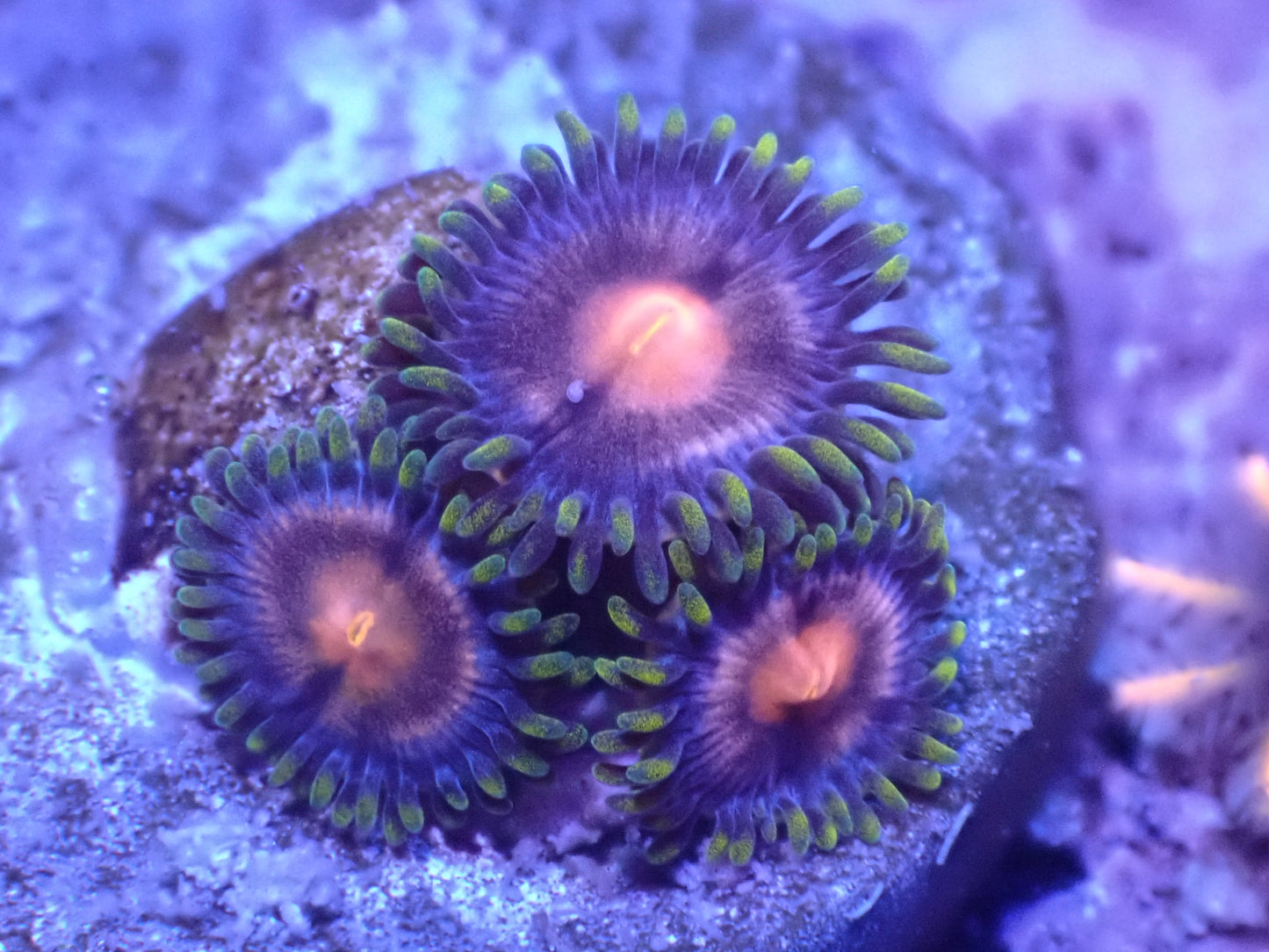 Laser Lemon Zoa Auction 4/21 -ended