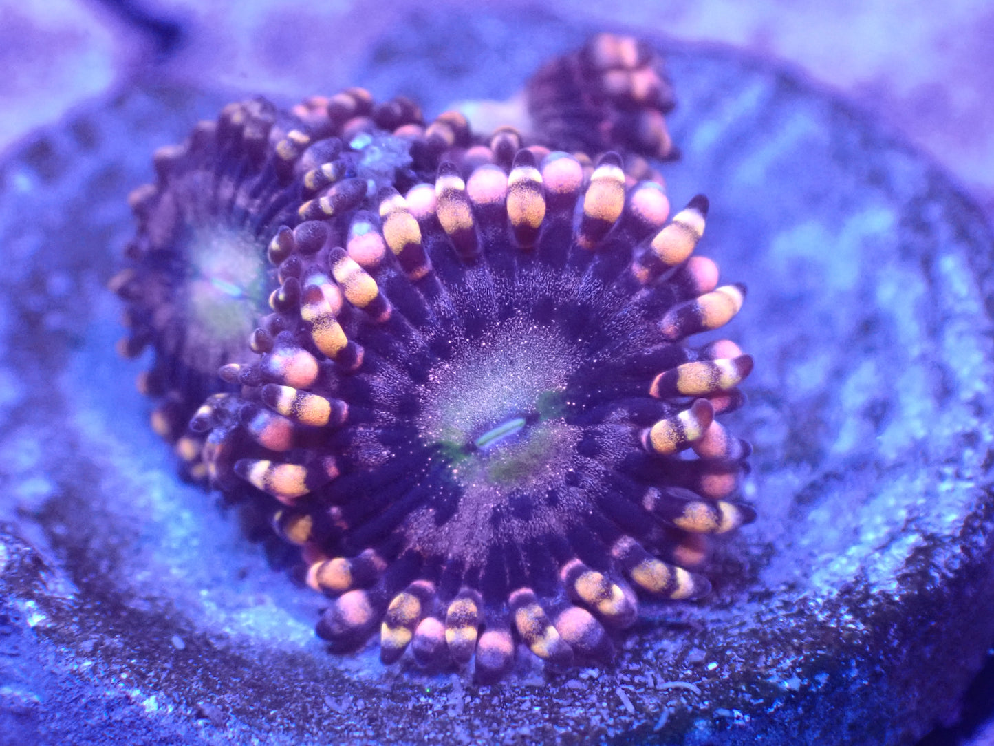 Mohawk Zoa Auction 4/21 -ended