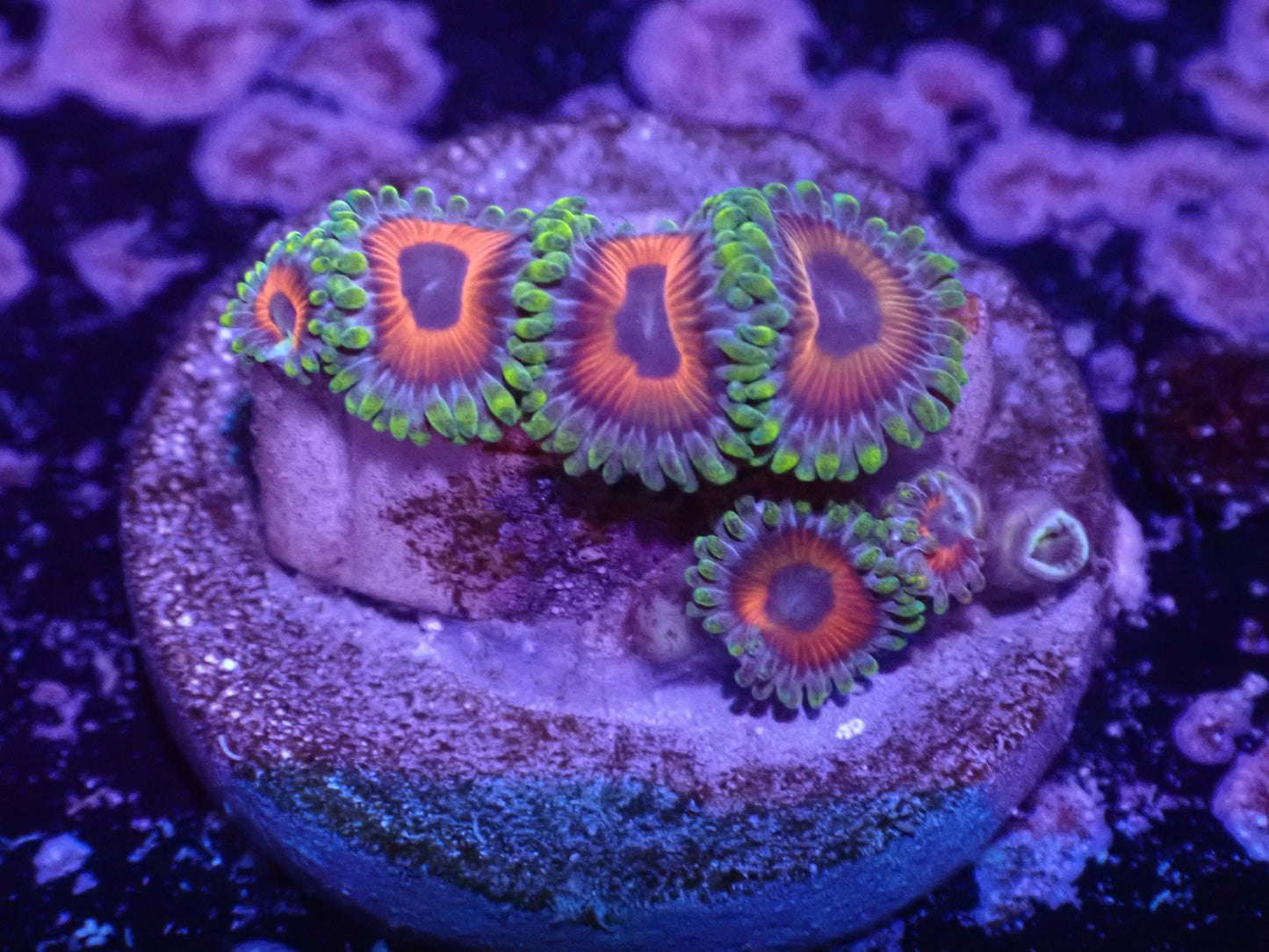 Eagle Eye Zoa Auction 4/21 -ended