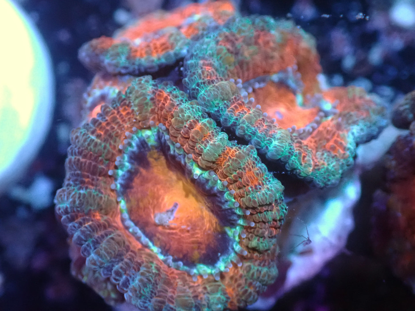 Green and Red Acan Auction 7/10 Ended