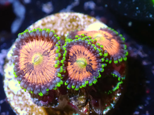 WWC Space Monster Zoa Auction 7/10 Ended
