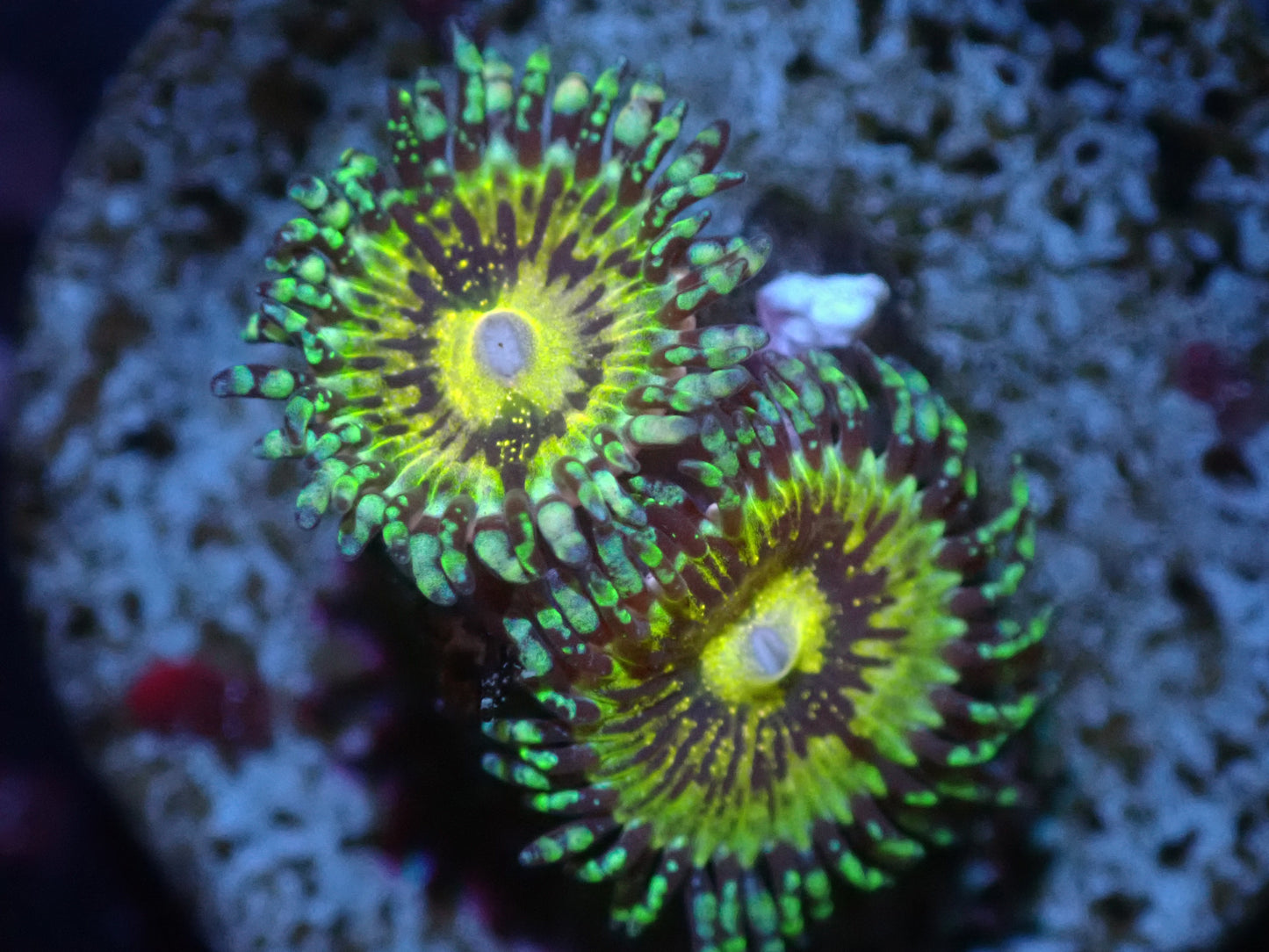 Grim Reaper Zoa Auction 7/12 Ended