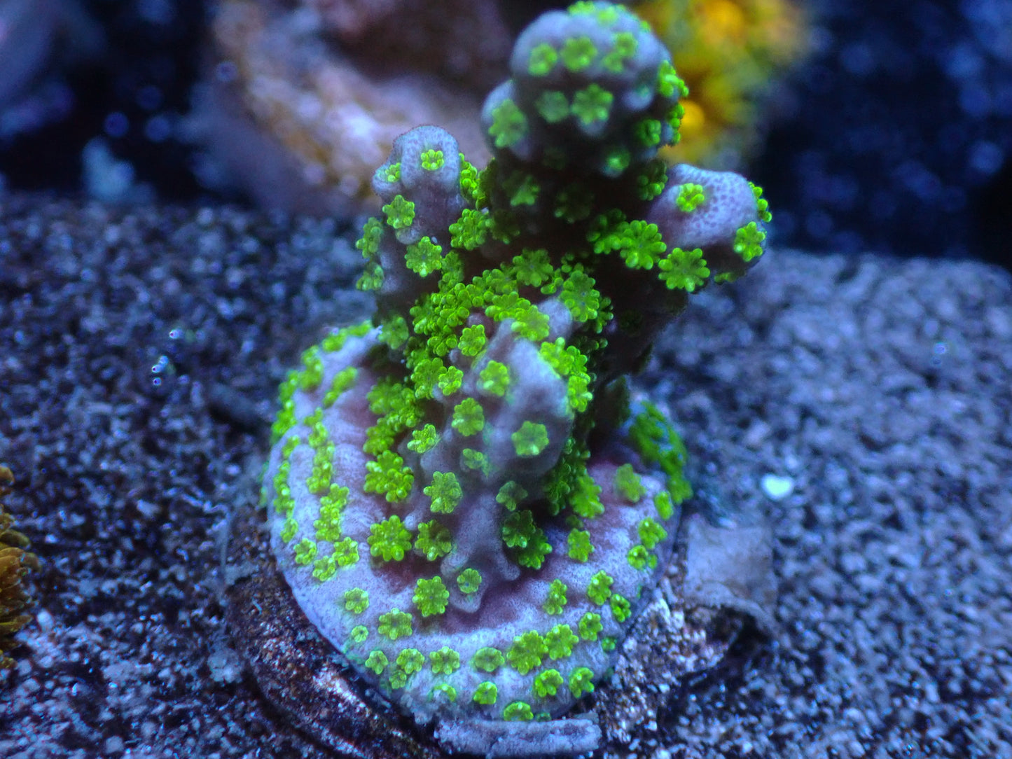 Tubbs Montipora Stellata Auction 7/12 Ended